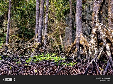 Mangrove Trees Along Image & Photo (Free Trial) | Bigstock