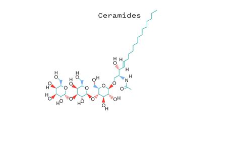 Ceramides – Regimen Lab