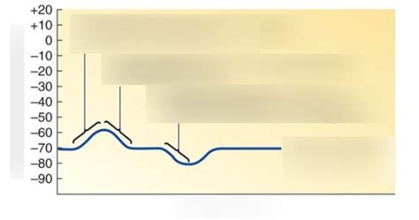 membrane potential Diagram | Quizlet