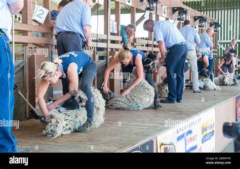 Ladies sheep shearing competition at the Great Yorkshire Show ...