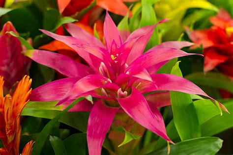 Bromeliad Varieties Stock Photos, Pictures & Royalty-Free Images - iStock