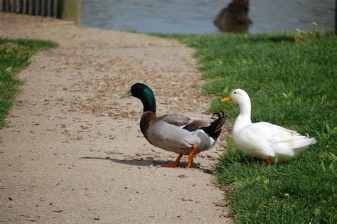 Waddling ducks in Jacobson Park - Lexington, Kentucky Undeveloped Land, Lexington Kentucky ...