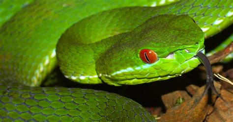 Chinese Green Tree Viper [Viridovipera stejnegeri stejnege… | Flickr