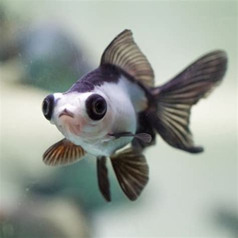 Oranda telescopico panda