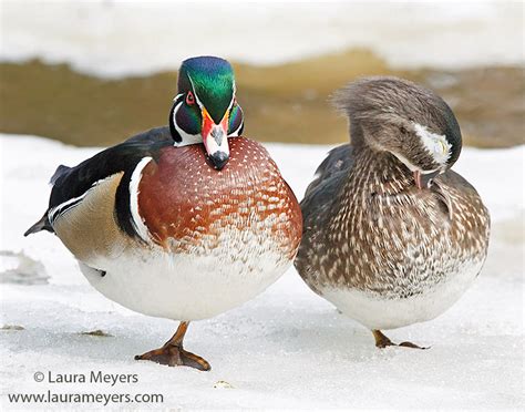 Ducks Photos - Laura Meyers Photograpy