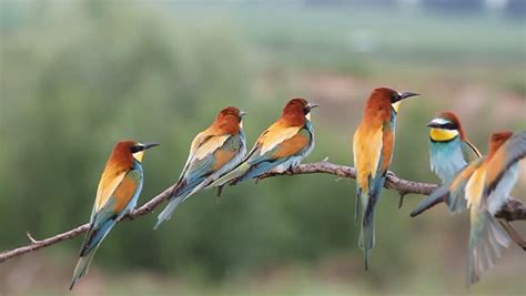 Colorful Group Of Birds Get-together Stock Footage Video 10809737 ...