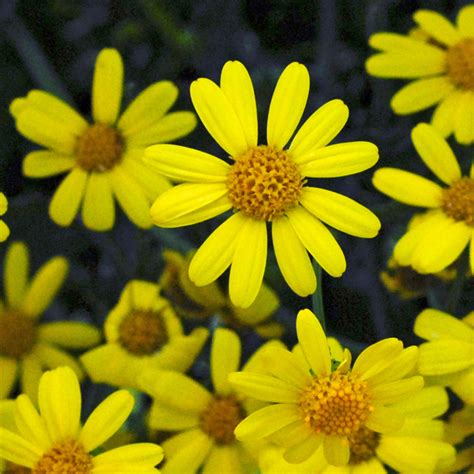 British Wild Plant: Senecio squalidus Oxford Ragwort