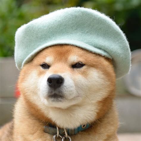 #shiba#dog#animal#cute#funny | Shiba inu funny, Shiba inu, Shiba inu doge