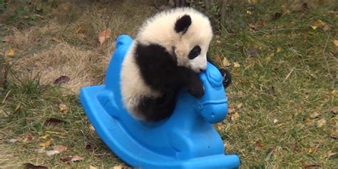 This Panda Cub Is TOO Cute, As If That's Even Possible (VIDEO) | HuffPost