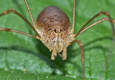 Opiliones | Flickr