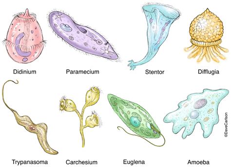 Protozoa Diversity Image | Biology drawing, Protists, General biology