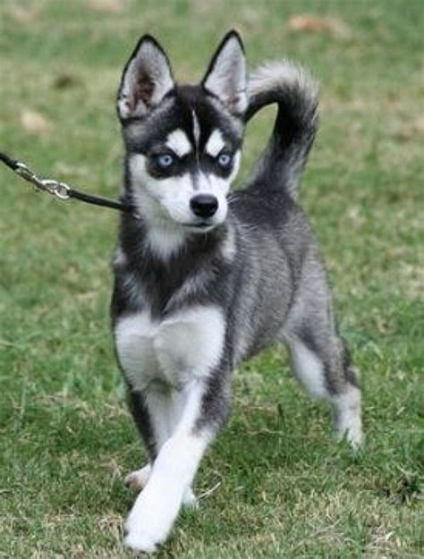 Miniature Husky | Miniature husky, Alaskan klee kai, Miniature dogs