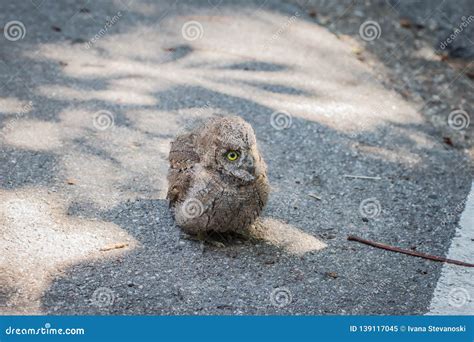 Common Scops Owl, Otus Scops, Little Owl In The Nature Habitat, Sitting On The Green Tree Branch ...