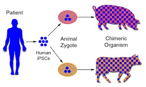 Chimera Genetics Animals