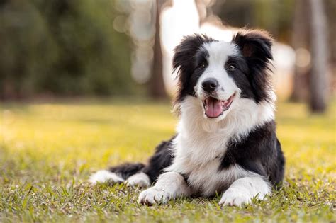 Border Collie Breed Facts, Personality & More