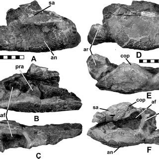 Rear portion of skull of Peloroplites cedrimontanus CEUM 26331.5: A,... | Download Scientific ...