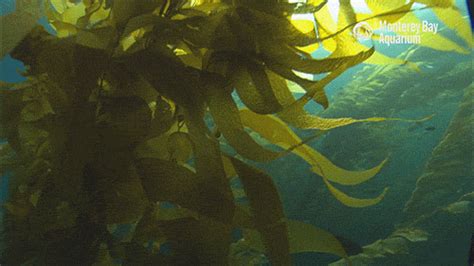 Ocean GIF by Monterey Bay Aquarium - Find & Share on GIPHY