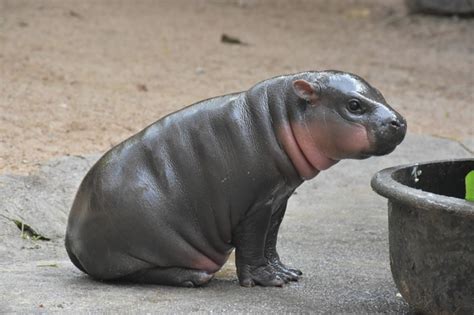 Baby pygmy hippo makes first public appearance, needs name