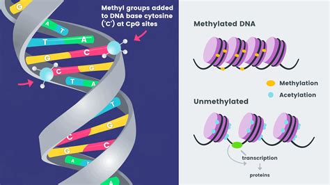 Touchpoint Epigenetics - NUGENIS