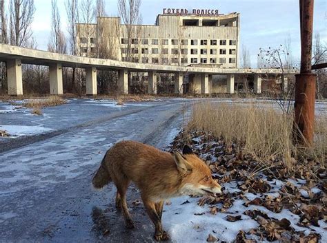 Wildlife In Chernobyl (17 pics)