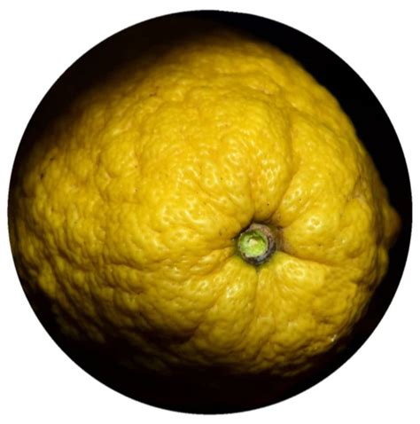 Citron A Prized Original Citrus – Rising Sun Botanicals