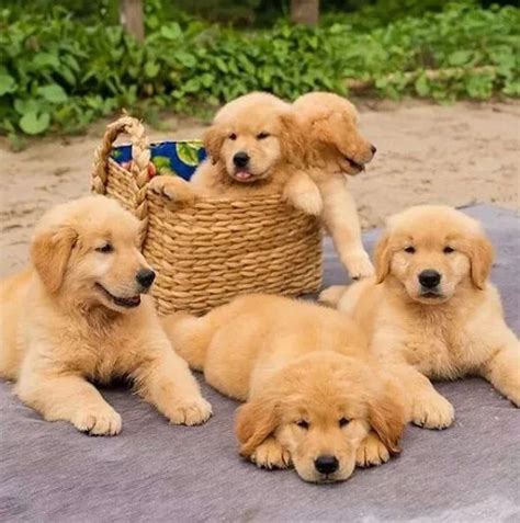 llᐈ Golden Retriever Puppies, Golden Retriever Cachorros - (2023)🥇