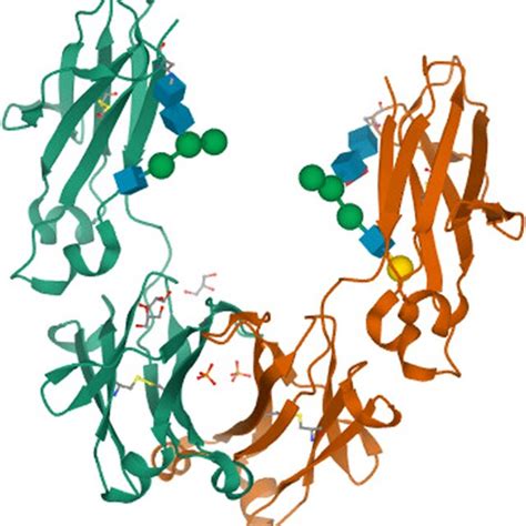 Schematic structure of a human IgG1 antibody. IgG consists of two heavy ...