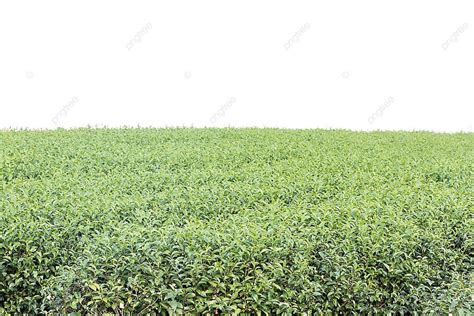 Green Tea Plantation Rural Farmland Garden Photo Background And Picture For Free Download - Pngtree