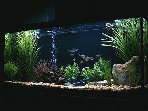 10 best 55 Gallon Fish Tank Remodel images on Pinterest