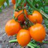 Lowest Bonsai 100 Tomato Tree No-gmo Vegetable Plant Home Garden ...
