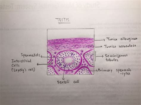 Testis histology | Histology slides, Endocrine system, Anatomy and ...