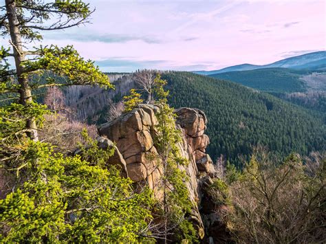 Nationalpark Harz mit dem Hund erkunden | ZooRoyal Magazin