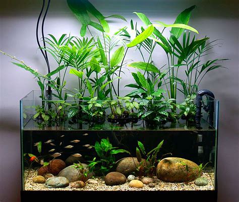 an aquarium with plants and rocks in it