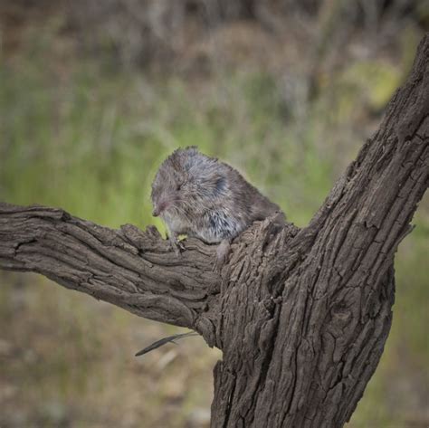 Catalina Island Wildlife Programs - Catalina Island Conservancy