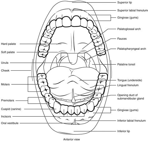 The Mouth, Pharynx, and Esophagus | Anatomy and Physiology II