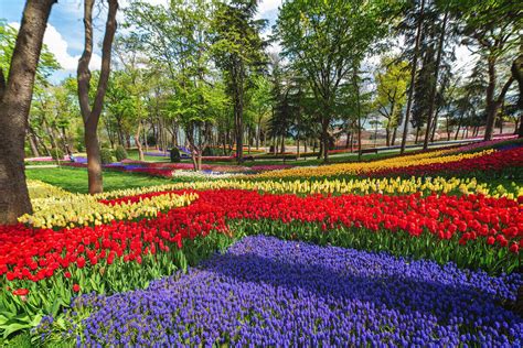 Why Is The Tulip National Flower Of Turkey | Best Flower Site