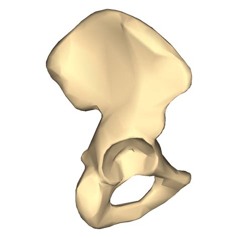 File:Hip bone - close-up - lateral view (right hip bone).png