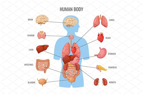 Human body internal organs. Inner by LadadikArt on Dribbble