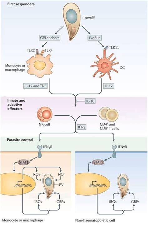 TLR-mediated immune response to T. gondii. TLRs on the surface of... | Download Scientific Diagram