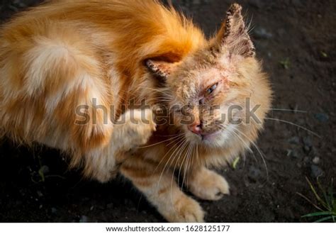 Cat Clinical Sign Sarcoptic Mange Infectionsarcoptic Stock Photo ...