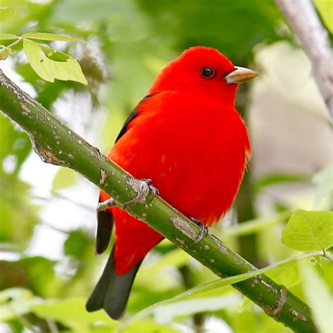 STOKES BIRDING BLOG: Scarlet Tanager Happiness! Coming Soon!