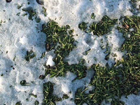 winter rye in snow - Whitetail Habitat Consulting @ Full Potential OutdoorsWhitetail Habitat ...