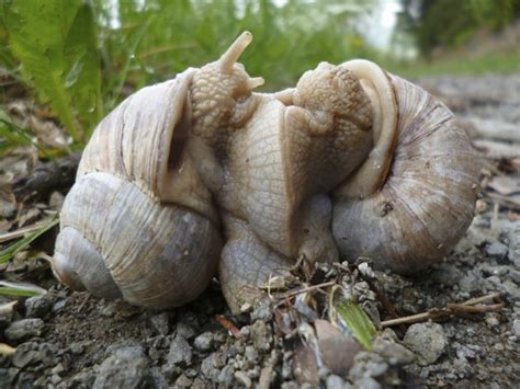 "Zombie Snail" Discovered In Taiwan