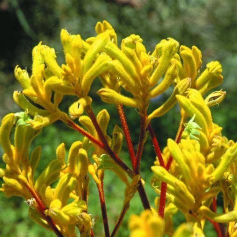 ANIGOZANTHOS ‘Yellow Gem’ – Rancho Tissue