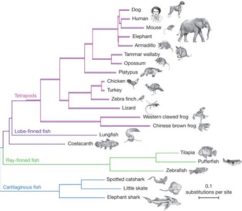 A phylogenetic tree of a broad selection of jawed vertebrates shows ...