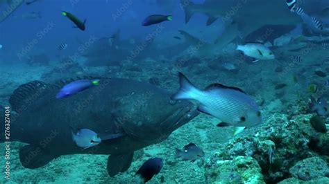 Gray bull shark near man underwater Pacific Ocean Tonga. People feed ...