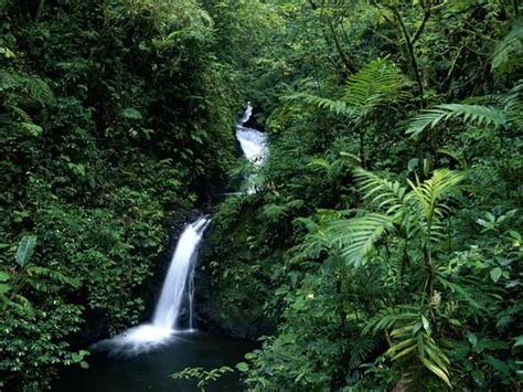 Monteverde Cloud Forest Reserve: Nature’s Sanctuary - Costa Rica