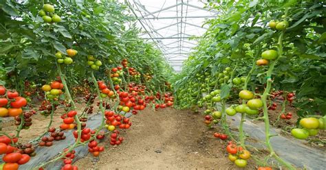Tomato Farming: Cultivation Techniques For Growing Perfect Tomatoes ...