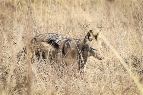 Free stock photo of animals, bush, grass