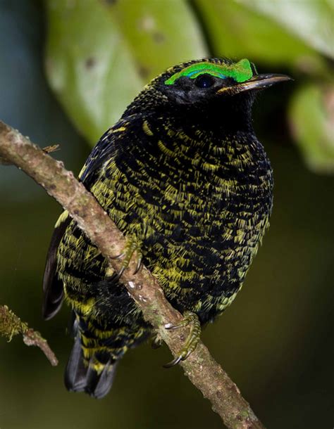 Sergey Dereliev Nature Photography | Birds of Madagascar